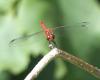Sympetrum sanguineum